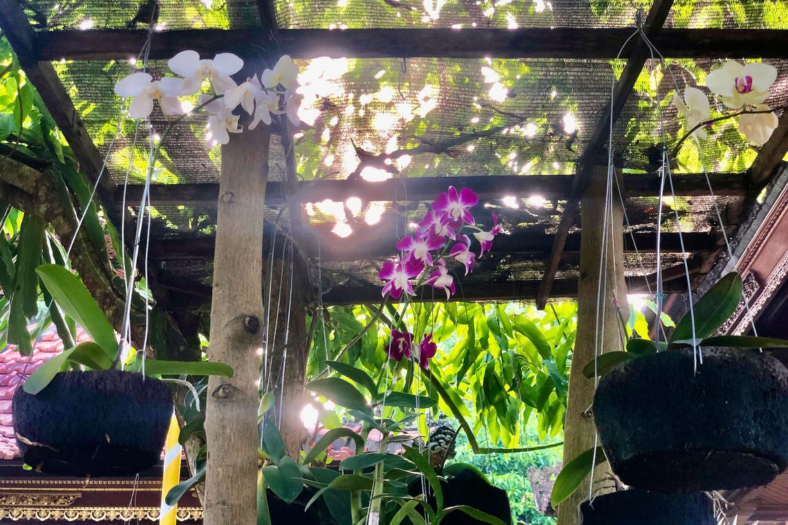 Des orchidées en pot dans un jardin à Ubud.