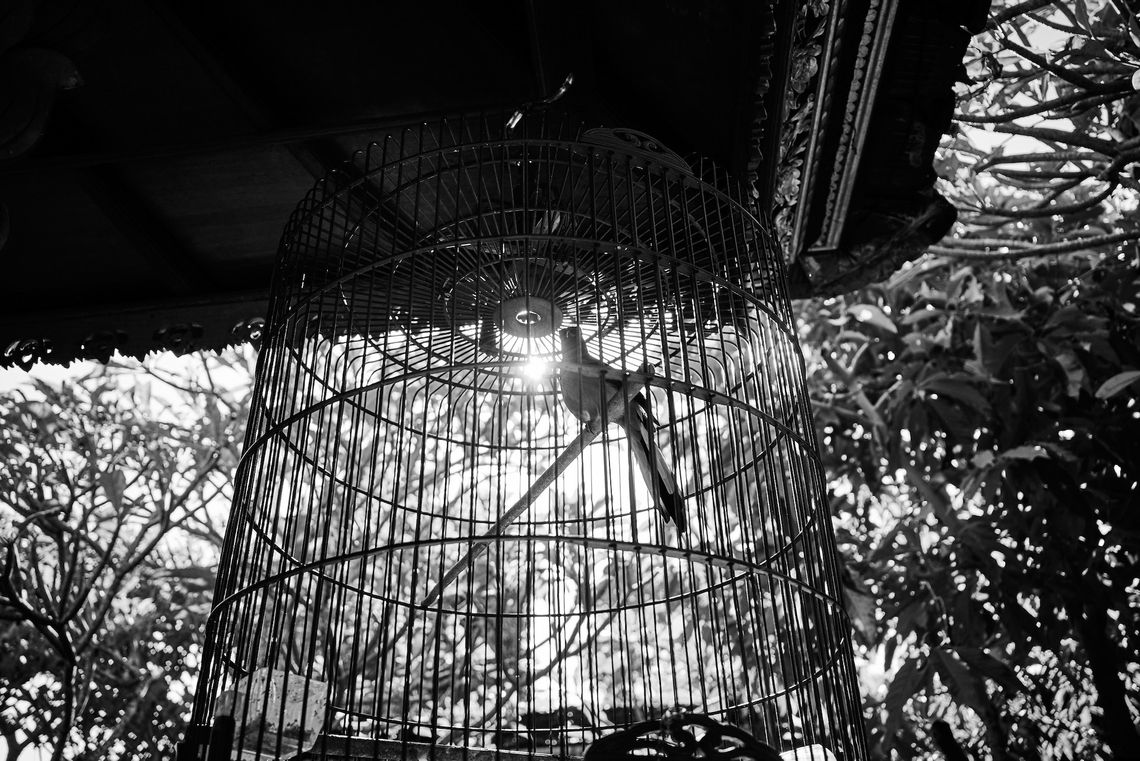 Photo d'une cage à contre-jour