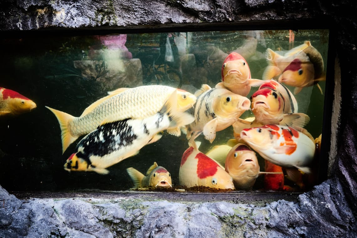 Une douzaine de poissons koi colorés regroupés contre la vitre d'un bassin en verre entouré de pierres grises. Leurs expressions inspirent l’étonnement.