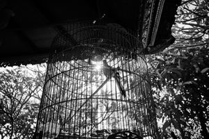 L’oiseau en cage